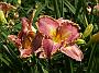 Hemerocallis David Kirchhoff1